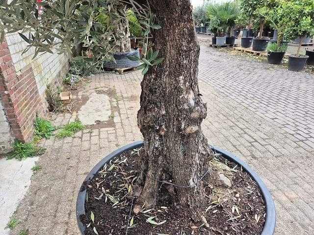 Olijfboom old trunk - olea europaea - 75 jaar oud - hoogte ca. 300 cm - afbeelding 8 van  8