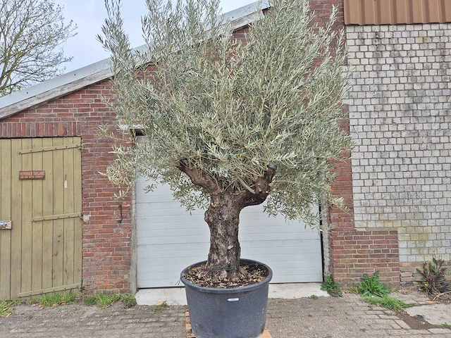 Olijfboom old trunk - olea europaea - 75 jaar oud - hoogte ca. 300 cm - afbeelding 1 van  8
