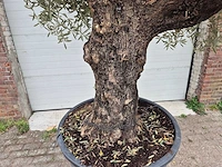 Olijfboom old trunk - olea europaea - 75 jaar oud - hoogte ca. 300 cm - afbeelding 2 van  8