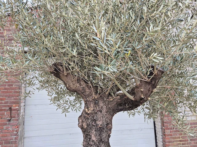 Olijfboom old trunk - olea europaea - 75 jaar oud - hoogte ca. 300 cm - afbeelding 3 van  8