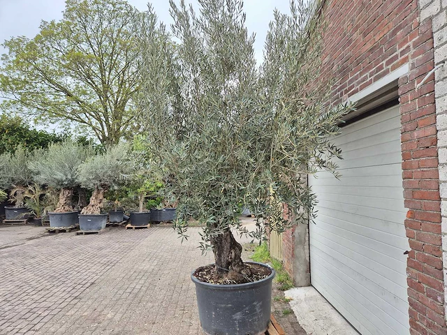 Olijfboom old trunk - olea europaea - 75 jaar oud - hoogte ca. 300 cm - afbeelding 4 van  8