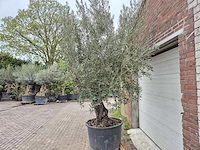 Olijfboom old trunk - olea europaea - 75 jaar oud - hoogte ca. 300 cm - afbeelding 4 van  8