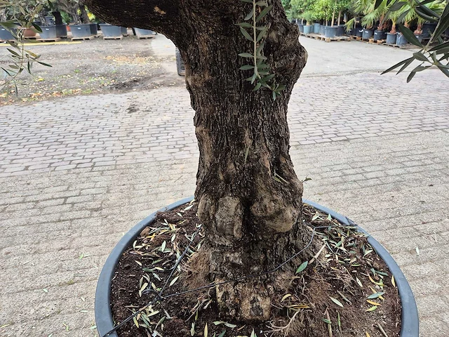 Olijfboom old trunk - olea europaea - 75 jaar oud - hoogte ca. 300 cm - afbeelding 5 van  8