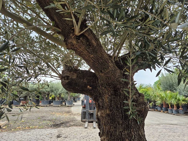 Olijfboom old trunk - olea europaea - 75 jaar oud - hoogte ca. 300 cm - afbeelding 6 van  8