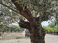 Olijfboom old trunk - olea europaea - 75 jaar oud - hoogte ca. 300 cm - afbeelding 6 van  8