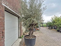 Olijfboom old trunk - olea europaea - 75 jaar oud - hoogte ca. 300 cm - afbeelding 7 van  8