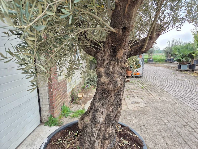 Olijfboom old trunk - olea europaea - 75 jaar oud - hoogte ca. 300 cm - afbeelding 8 van  8