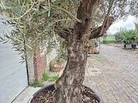 Olijfboom old trunk - olea europaea - 75 jaar oud - hoogte ca. 300 cm - afbeelding 8 van  8