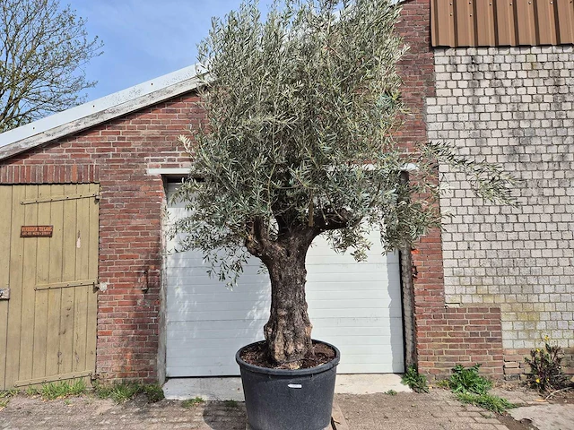 Olijfboom old trunk - olea europaea - 75 jaar oud - hoogte ca. 300 cm - afbeelding 1 van  5