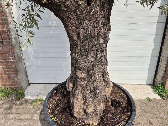 Olijfboom old trunk - olea europaea - 75 jaar oud - hoogte ca. 300 cm - afbeelding 2 van  5