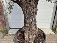 Olijfboom old trunk - olea europaea - 75 jaar oud - hoogte ca. 300 cm - afbeelding 2 van  5