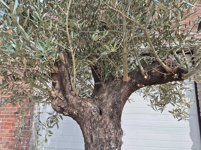 Olijfboom old trunk - olea europaea - 75 jaar oud - hoogte ca. 300 cm - afbeelding 3 van  5