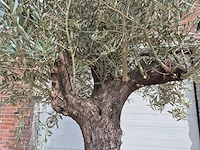 Olijfboom old trunk - olea europaea - 75 jaar oud - hoogte ca. 300 cm - afbeelding 3 van  5
