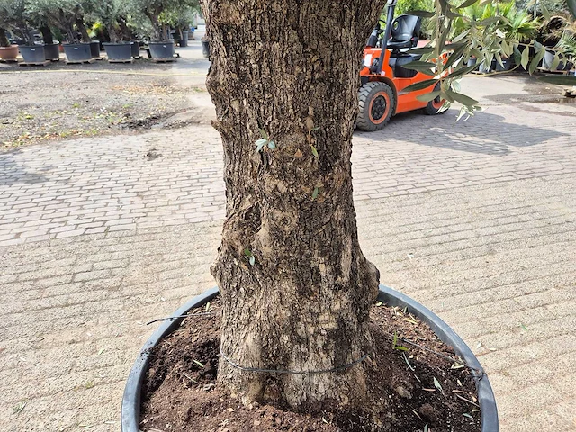 Olijfboom old trunk - olea europaea - 75 jaar oud - hoogte ca. 300 cm - afbeelding 4 van  5