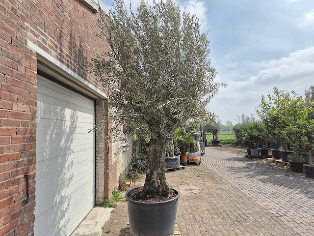Olijfboom old trunk - olea europaea - 75 jaar oud - hoogte ca. 300 cm - afbeelding 5 van  5