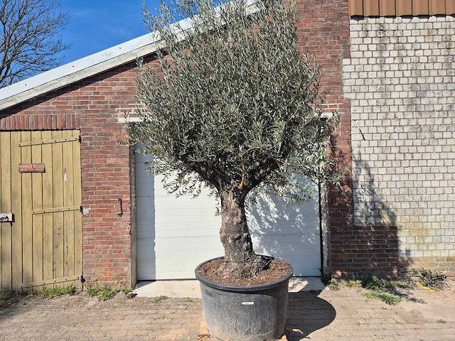 Olijfboom old trunk - olea europaea - 75 jaar oud - hoogte ca. 300 cm - afbeelding 1 van  6