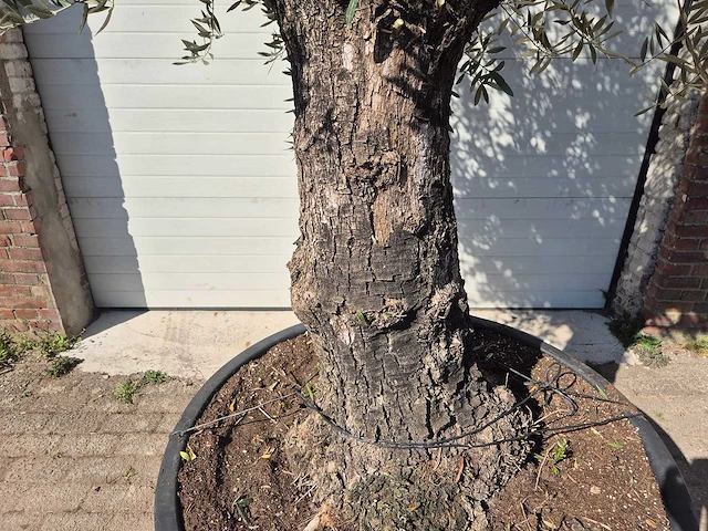Olijfboom old trunk - olea europaea - 75 jaar oud - hoogte ca. 300 cm - afbeelding 2 van  6
