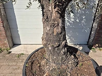 Olijfboom old trunk - olea europaea - 75 jaar oud - hoogte ca. 300 cm - afbeelding 2 van  6