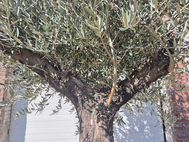 Olijfboom old trunk - olea europaea - 75 jaar oud - hoogte ca. 300 cm - afbeelding 3 van  6