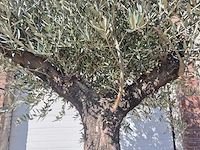 Olijfboom old trunk - olea europaea - 75 jaar oud - hoogte ca. 300 cm - afbeelding 3 van  6