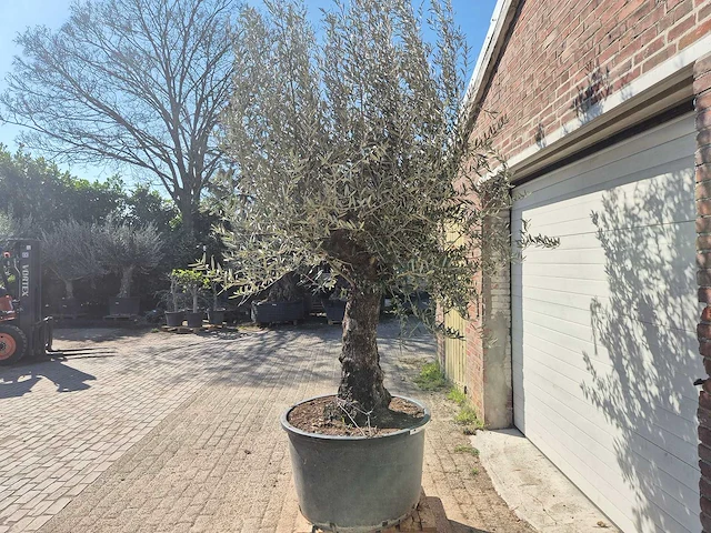 Olijfboom old trunk - olea europaea - 75 jaar oud - hoogte ca. 300 cm - afbeelding 4 van  6