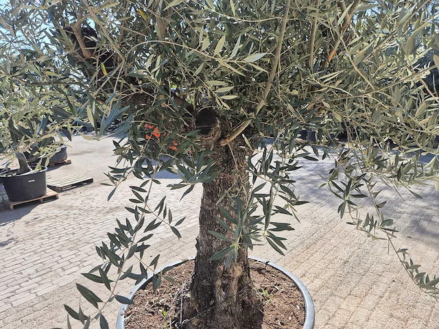 Olijfboom old trunk - olea europaea - 75 jaar oud - hoogte ca. 300 cm - afbeelding 5 van  6