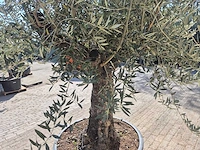 Olijfboom old trunk - olea europaea - 75 jaar oud - hoogte ca. 300 cm - afbeelding 5 van  6