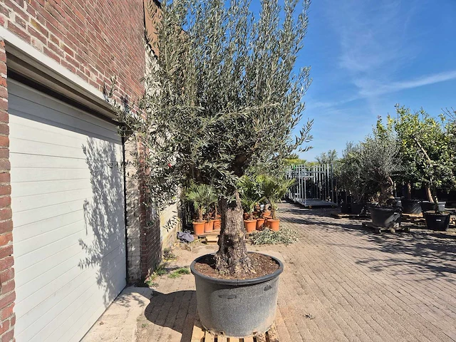 Olijfboom old trunk - olea europaea - 75 jaar oud - hoogte ca. 300 cm - afbeelding 6 van  6