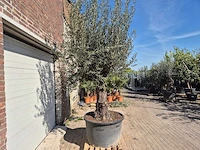 Olijfboom old trunk - olea europaea - 75 jaar oud - hoogte ca. 300 cm - afbeelding 6 van  6