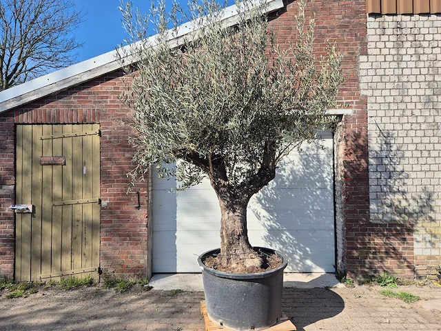 Olijfboom old trunk - olea europaea - 75 jaar oud - hoogte ca. 300 cm - afbeelding 1 van  7
