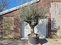 Olijfboom old trunk - olea europaea - 75 jaar oud - hoogte ca. 300 cm - afbeelding 1 van  7