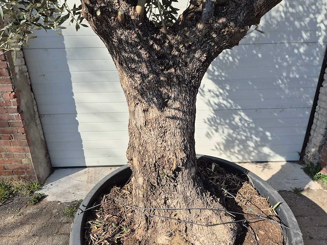 Olijfboom old trunk - olea europaea - 75 jaar oud - hoogte ca. 300 cm - afbeelding 2 van  7