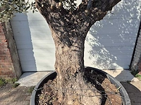 Olijfboom old trunk - olea europaea - 75 jaar oud - hoogte ca. 300 cm - afbeelding 2 van  7