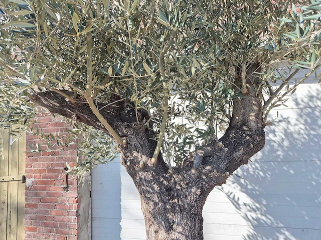 Olijfboom old trunk - olea europaea - 75 jaar oud - hoogte ca. 300 cm - afbeelding 3 van  7