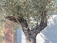 Olijfboom old trunk - olea europaea - 75 jaar oud - hoogte ca. 300 cm - afbeelding 3 van  7