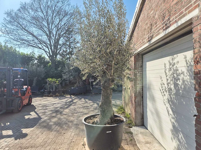 Olijfboom old trunk - olea europaea - 75 jaar oud - hoogte ca. 300 cm - afbeelding 4 van  7