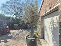 Olijfboom old trunk - olea europaea - 75 jaar oud - hoogte ca. 300 cm - afbeelding 4 van  7