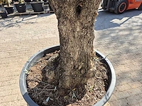Olijfboom old trunk - olea europaea - 75 jaar oud - hoogte ca. 300 cm - afbeelding 5 van  7
