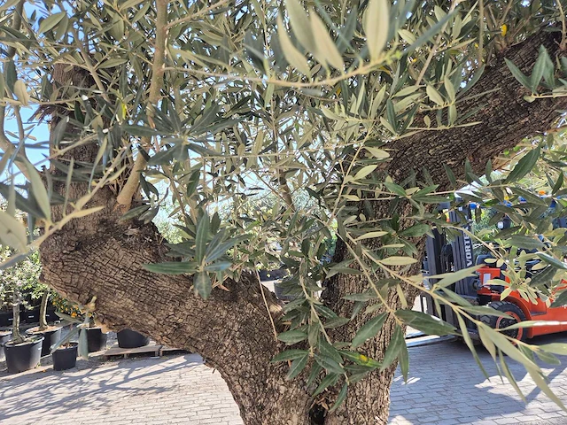 Olijfboom old trunk - olea europaea - 75 jaar oud - hoogte ca. 300 cm - afbeelding 6 van  7