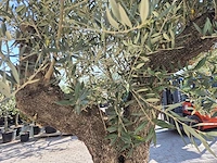 Olijfboom old trunk - olea europaea - 75 jaar oud - hoogte ca. 300 cm - afbeelding 6 van  7