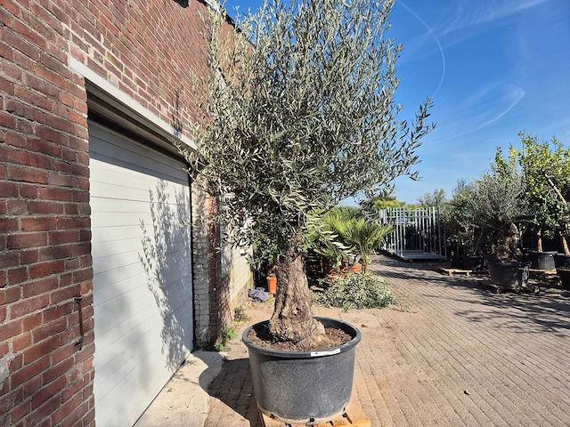 Olijfboom old trunk - olea europaea - 75 jaar oud - hoogte ca. 300 cm - afbeelding 7 van  7