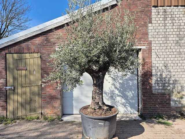 Olijfboom old trunk - olea europaea - 75 jaar oud - hoogte ca. 300 cm - afbeelding 1 van  7