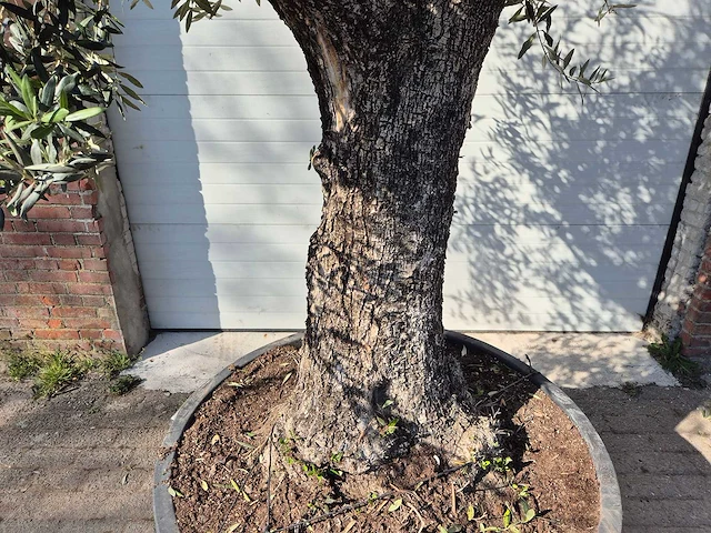 Olijfboom old trunk - olea europaea - 75 jaar oud - hoogte ca. 300 cm - afbeelding 2 van  7