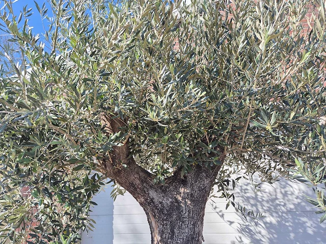 Olijfboom old trunk - olea europaea - 75 jaar oud - hoogte ca. 300 cm - afbeelding 3 van  7