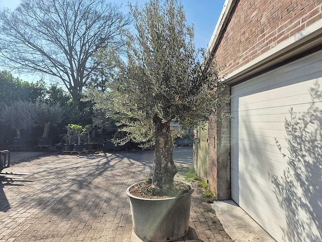 Olijfboom old trunk - olea europaea - 75 jaar oud - hoogte ca. 300 cm - afbeelding 4 van  7