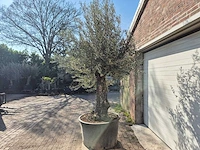 Olijfboom old trunk - olea europaea - 75 jaar oud - hoogte ca. 300 cm - afbeelding 4 van  7