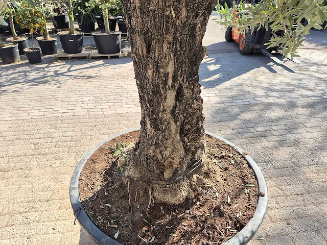 Olijfboom old trunk - olea europaea - 75 jaar oud - hoogte ca. 300 cm - afbeelding 5 van  7