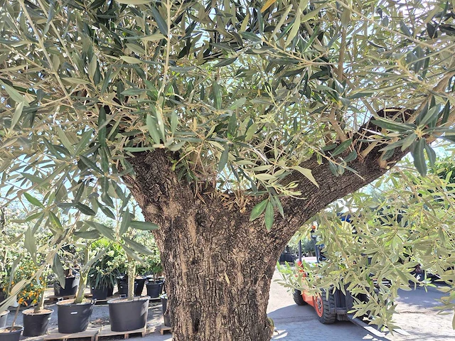 Olijfboom old trunk - olea europaea - 75 jaar oud - hoogte ca. 300 cm - afbeelding 6 van  7