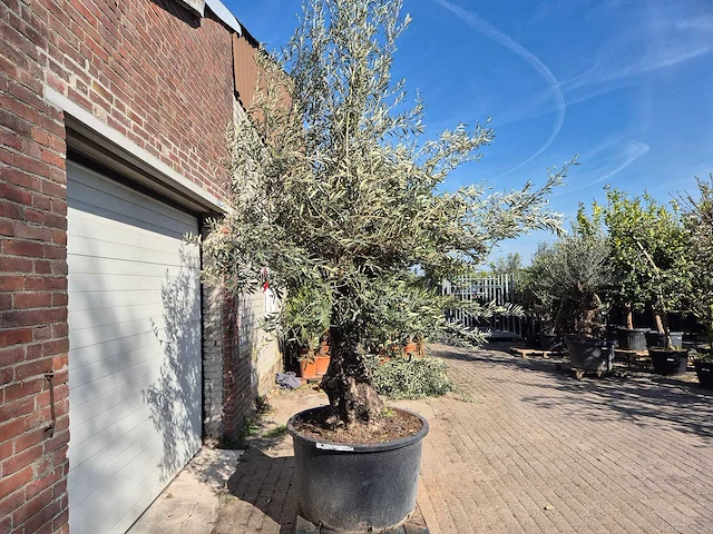 Olijfboom old trunk - olea europaea - 75 jaar oud - hoogte ca. 300 cm - afbeelding 7 van  7