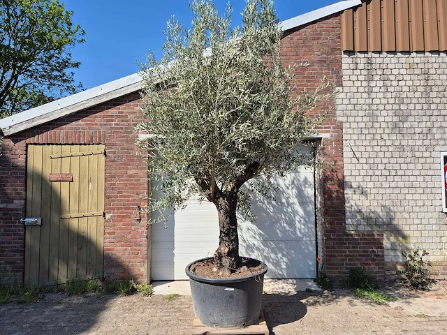 Olijfboom old trunk - olea europaea - 75 jaar oud - hoogte ca. 300 cm - afbeelding 1 van  5